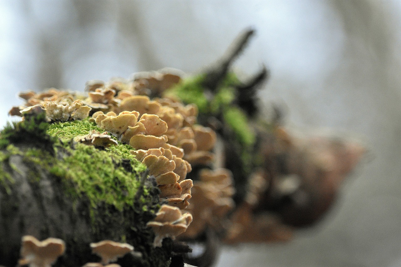 欧盟登喜路黑醇爆珠：登记公司代理平台