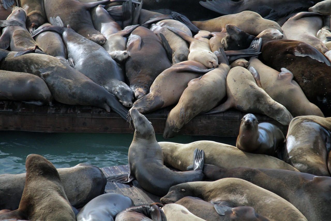 苏宁互联实名账号：注册代理保安公司代理公司