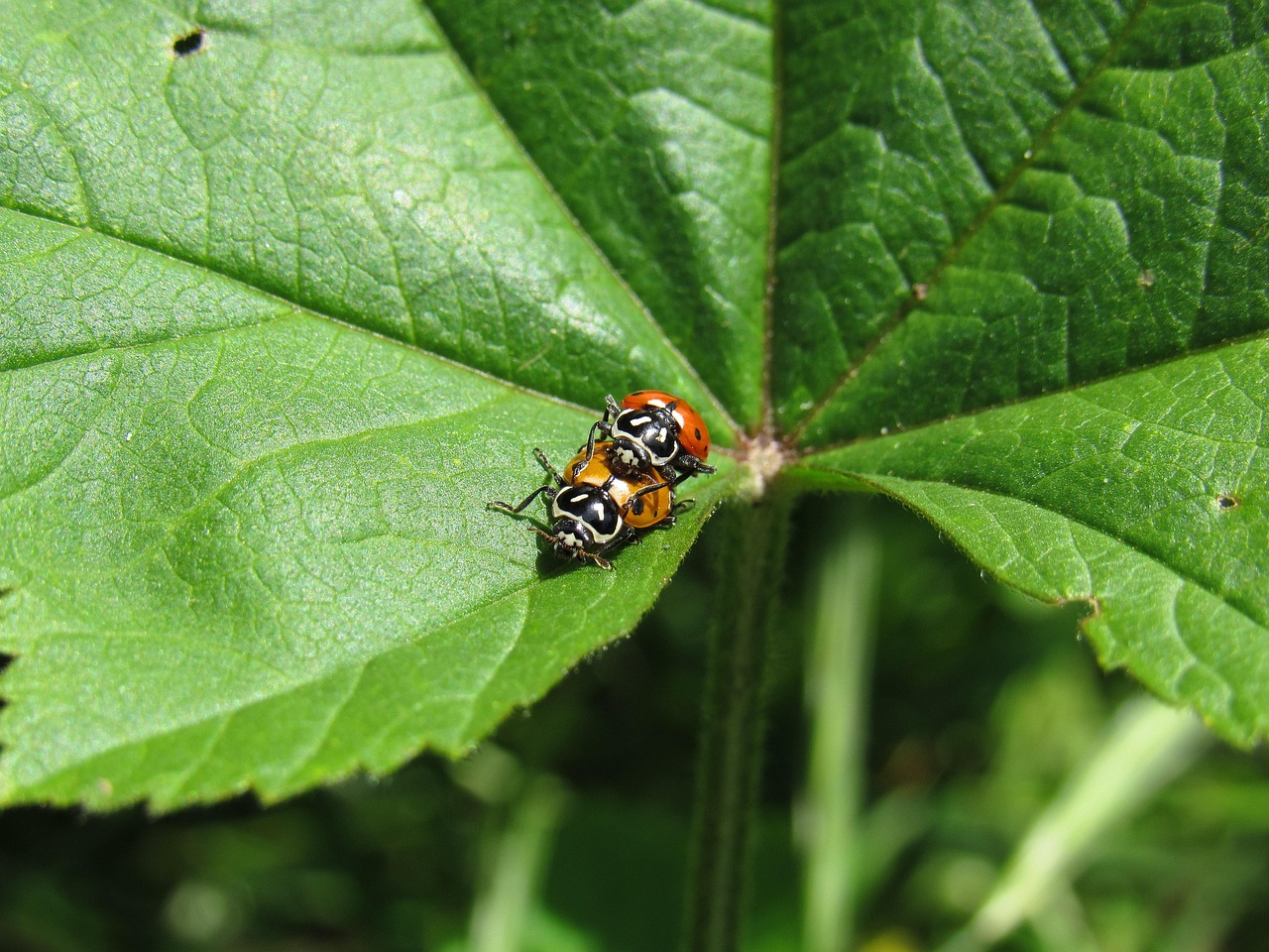 如何在游戏中加入不透明度的检测技术支持辅助技术